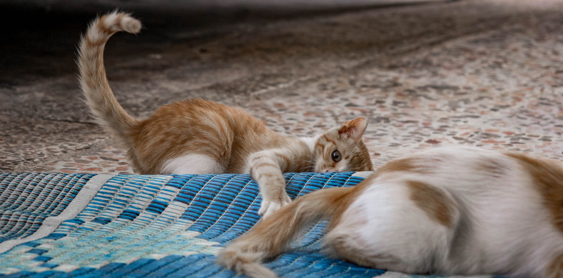 photo of tabby kitten on floor