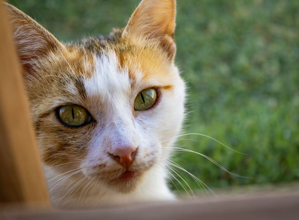 close up portrait of a curious domestic cat