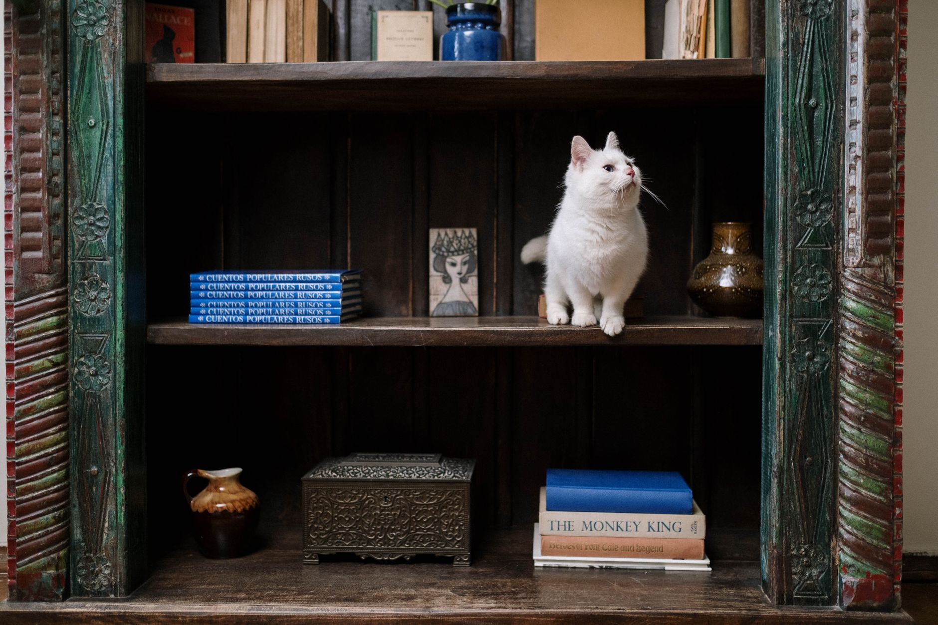 white cat on brown wooden shelf