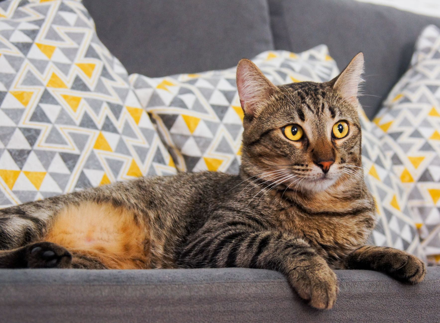close up shot of a domestic short haired cat lying on a sofa